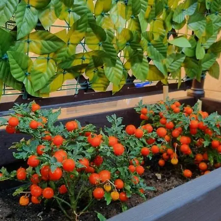 Terrazza Del Santo 2,0 - La Terrazza Nel Cuore Di Naples